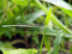 Agriocnemis pieris