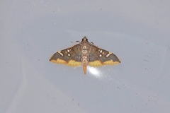 Prophantis