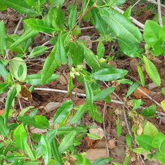 Dodonaea polyandra