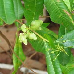 Dodonaea polyandra