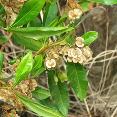 Dodonaea polyandra