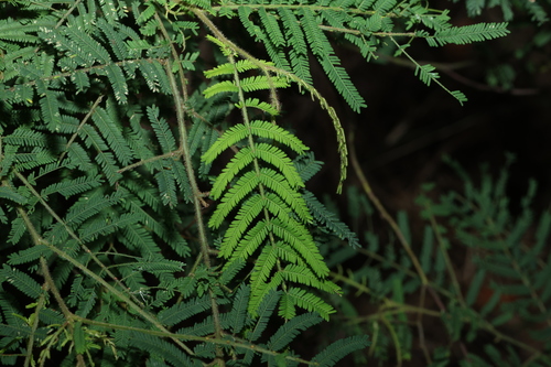 corkwood wattle (Acacia oshanesii)