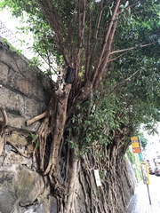 Ficus microcarpa