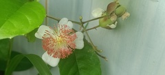 Tetracera indica
