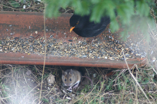 Yellow-necked Field Mouse, Norderstedt, Germany, photo 4 of 10