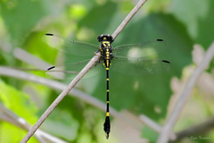 Melligomphus acinaces