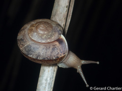 Dyakiidae