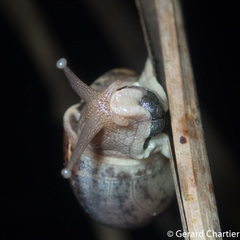 Dyakiidae
