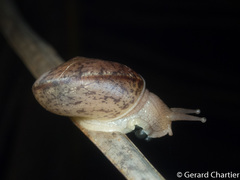 Dyakiidae