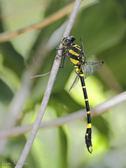 Melligomphus acinaces