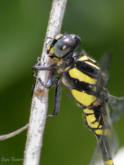 Melligomphus acinaces