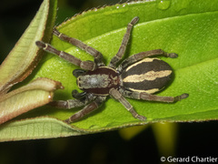 Storenomorpha