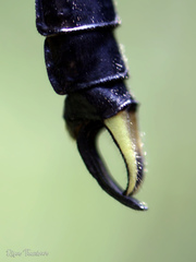 Melligomphus acinaces