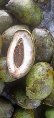 Mangifera caesia