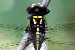 Melligomphus acinaces