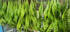 Parkia speciosa