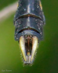 Melligomphus acinaces