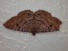 Speiredonia spectans