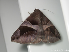 Bastilla arcuata