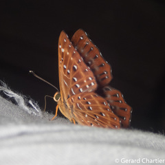 Zemeros flegyas allica