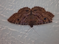 Speiredonia spectans
