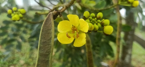 Kassod Tree