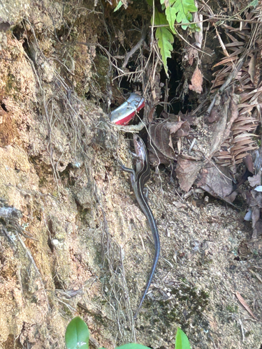 Shanghai Elegant Skink
