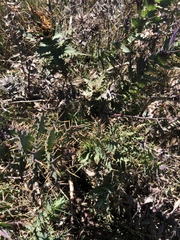 Berkheya cruciata