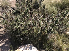 Berkheya cruciata