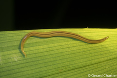 Desmorhynchus ochroleucus