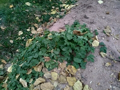 Humulus lupulus