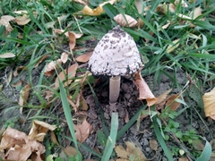 Coprinus comatus
