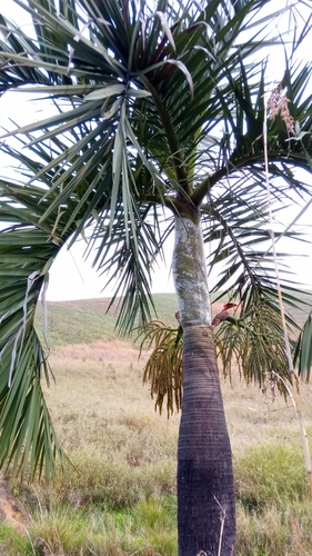 Manambe palm