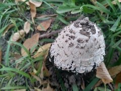 Coprinus comatus