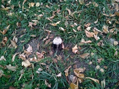 Coprinus comatus