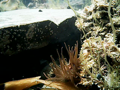 Isactinia olivacea