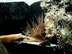 Isactinia olivacea