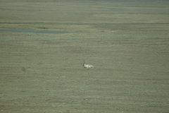 Pantholops hodgsonii