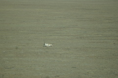 Pantholops hodgsonii