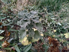 Marrubium