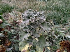 Marrubium