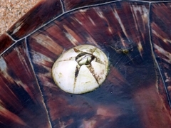 Chelonibia testudinaria