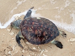 Chelonibia testudinaria
