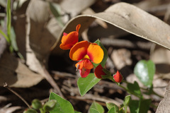 Podolobium procumbens