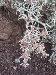 Seidlitzia rosmarinus