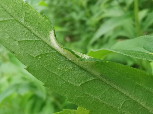 Goldenrod Leafminer (Cremastobombycia solidaginis) photo 4