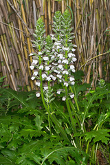 Acanthus mollis