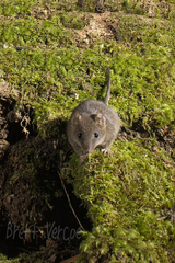 Antechinus