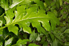Acanthus mollis