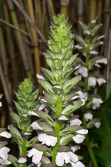 Acanthus mollis